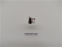 藏品(膜翅目(蜂))的圖片